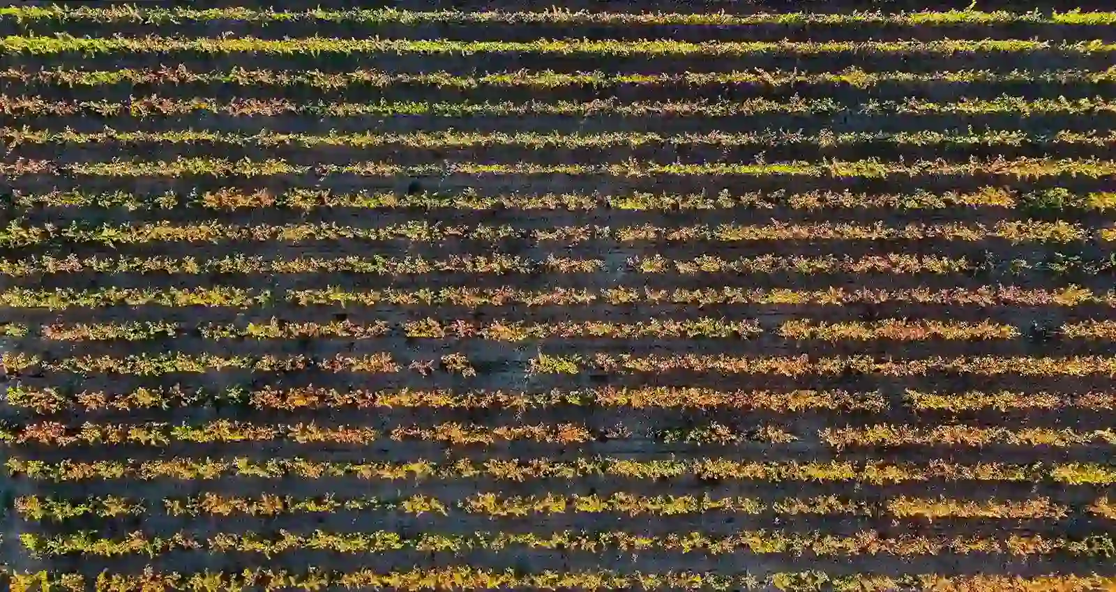 Viñas del Monte Yerga