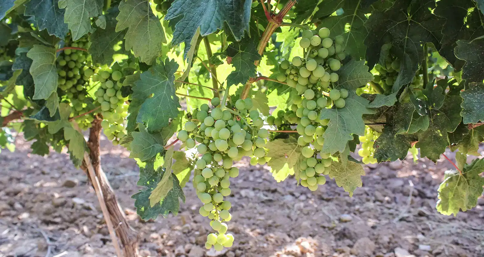 Tempranillo a punto de vendimia